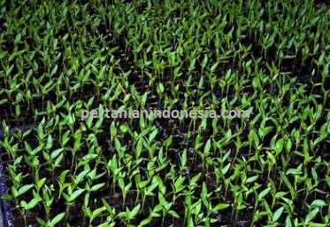 Persemaian Cabe, Pembibitan Cabe, Benih Cabe, Bibit Cabe, Pertanian Indonesia, Benih Unggul, Cabe merah